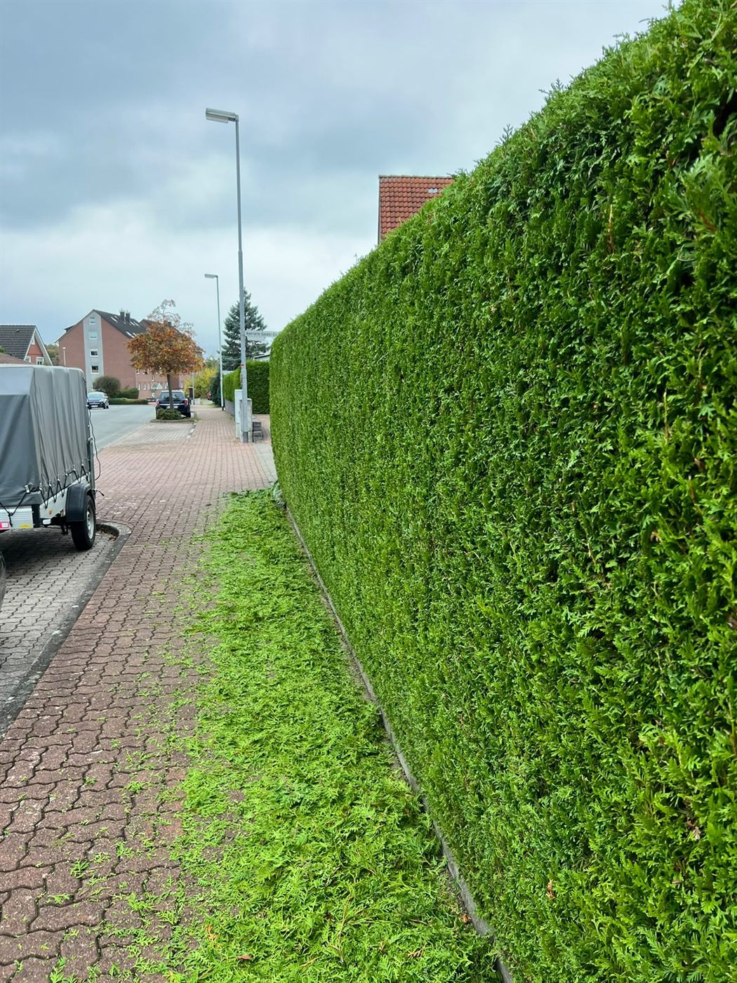 Frisch geschnittene Thuja-Hecke